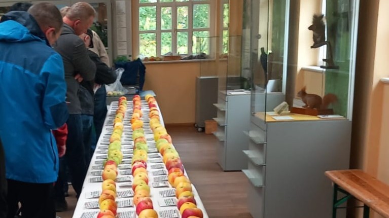 Obstsorten-Bestimmung-im-Mauritianum