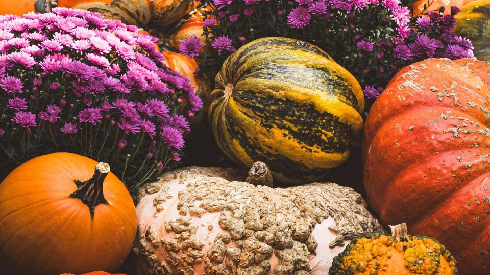 Herbstliche-Vielfalt-im-Botanischen-Erlebnisgarten-Altenburg