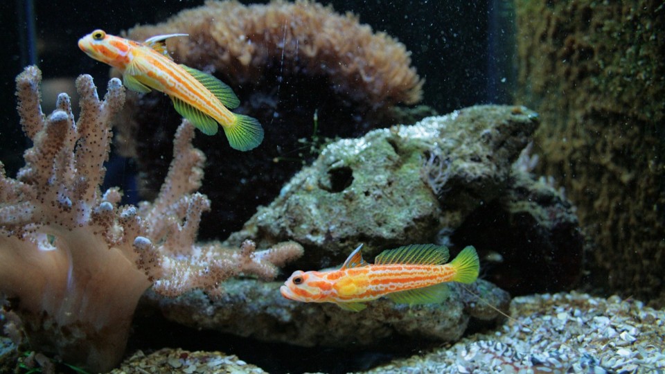 Zierfischb-rse-kehrt-zur-ck-nach-Altenburg