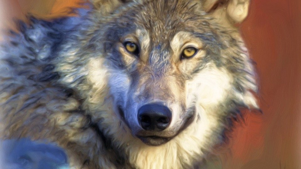 Altenburger-Land-ist-offizielles-Wolfsgebiet