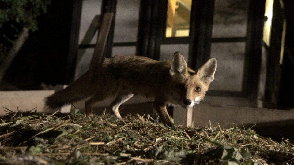 Wilde-N-chte-in-der-VHS