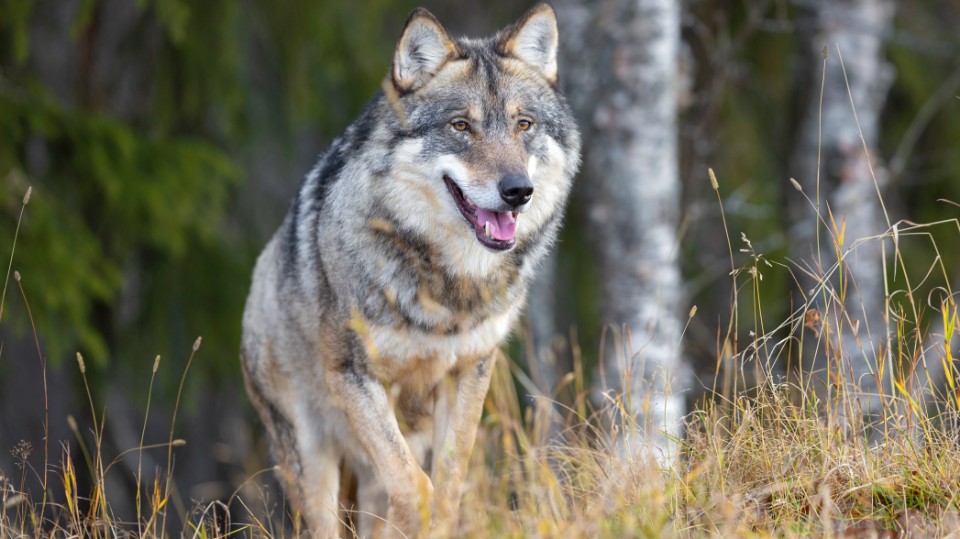 Wolf-im-Anmarsch-Info-Tag-in-Nobitz