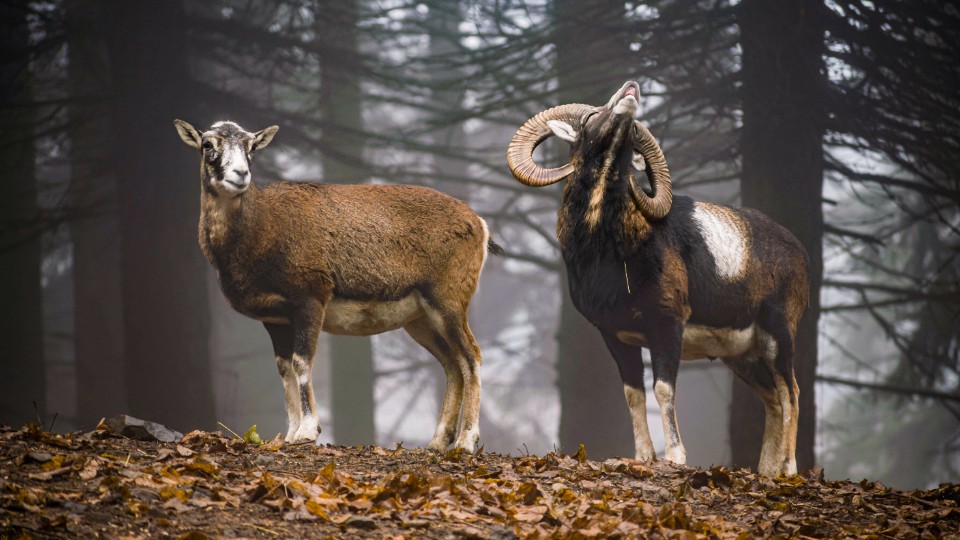 Wolf-und-Luchs-als-Partner-der-J-ger-