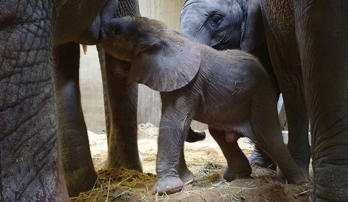 Elefantenbaby geboren