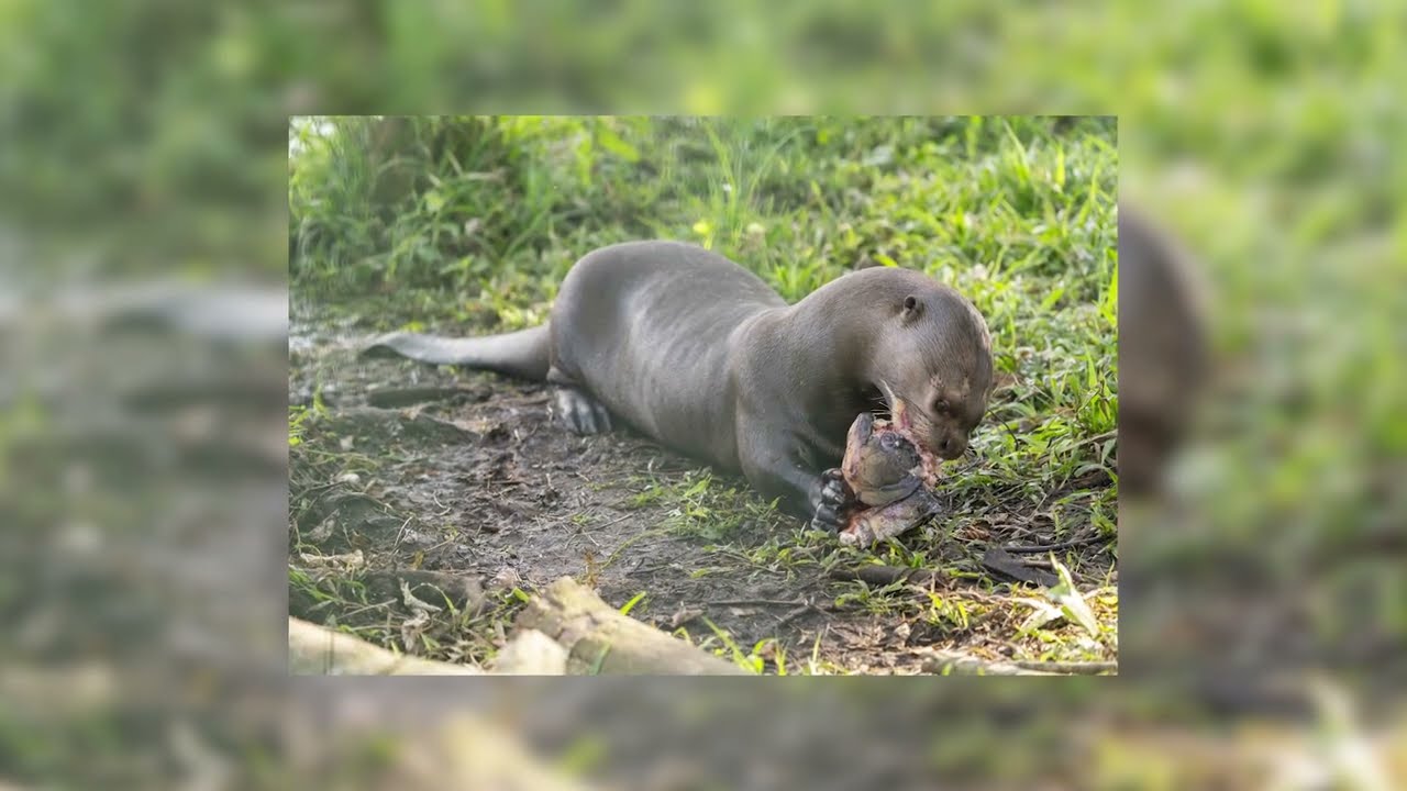 Von Baumschnecke bis Nashorn: Zoo Schwerin 2022 mit Besucherrekord in schwierigem Umfeld Von Baumschnecke bis Nashorn: Zoo Schwerin 2022 mit Besucherrekord in schwierigem Umfeld
