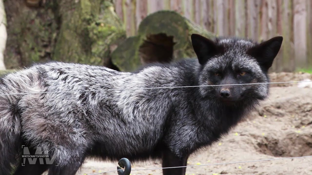 Wirtschaftsfenster MV: Tierpark Wolgast weiht neues Besucherzentrum ein Wirtschaftsfenster MV: Tierpark Wolgast weiht neues Besucherzentrum ein