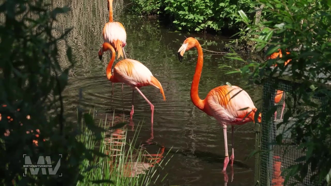 Modernes Winterhaus für 28 Flamingos im Zoo Schwerin Modernes Winterhaus für 28 Flamingos im Zoo Schwerin