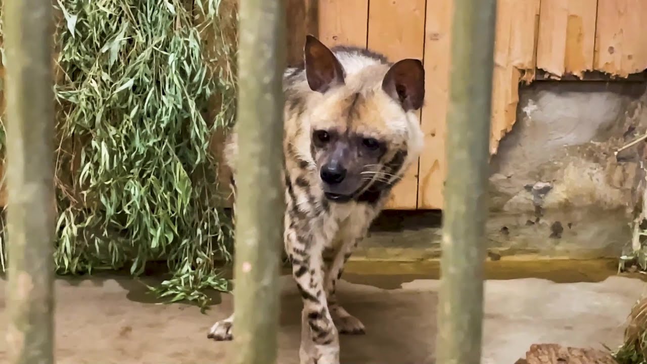 Zoo Schwerin: Hyänen bekommen neues Zuhause