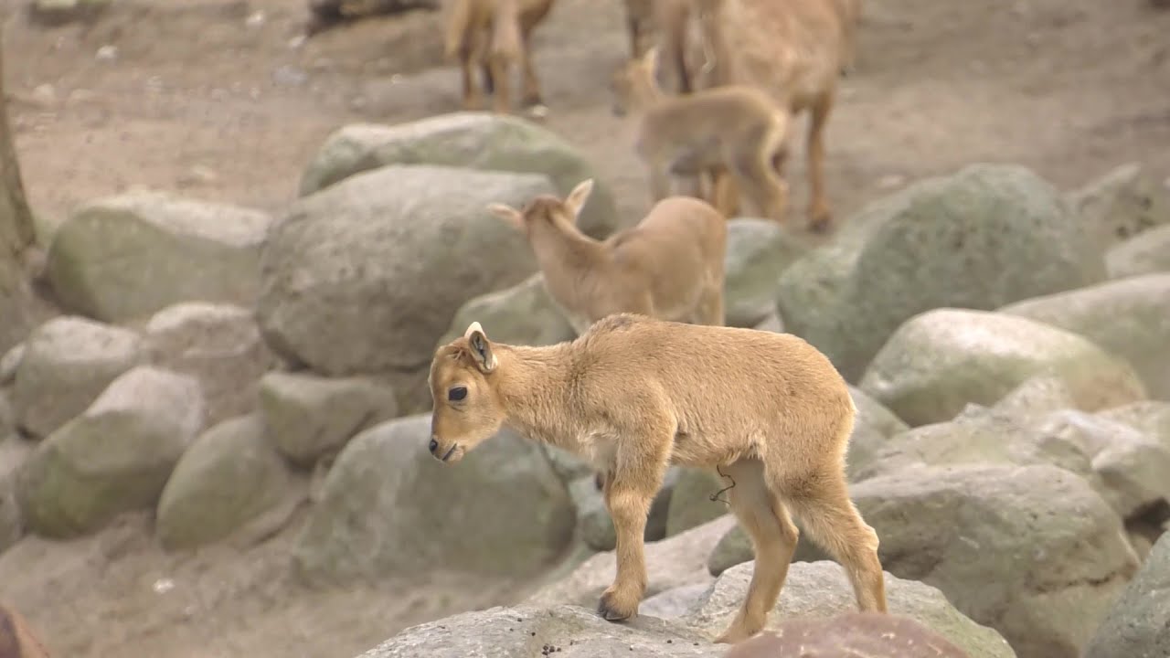 Mähnenspringer-Babys im Schweriner Zoo geboren