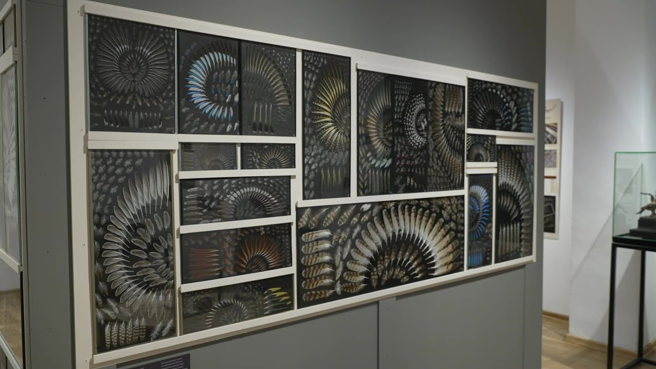 Bedeutungsschwere Leichtgewichte: Das Müritzeum lädt zum Federnlesen