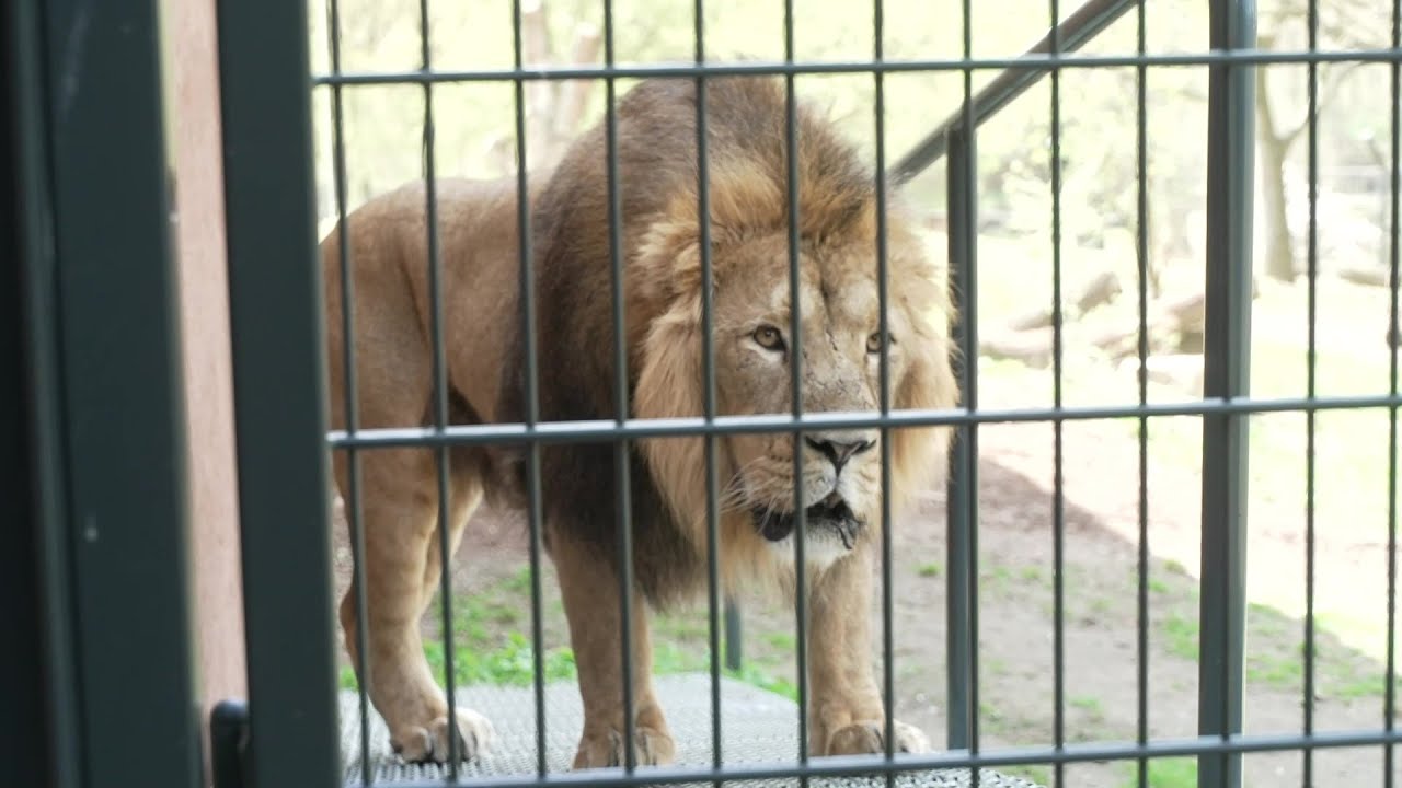 Ausgezeichnetes Löwen-Zuhause: Preis für Schweriner Zoo