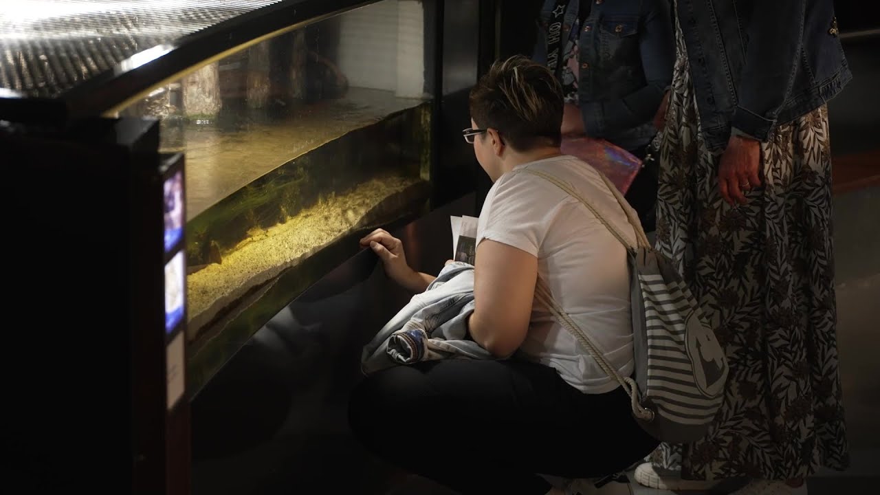 Einzigartige regionale Artenvielfalt: „40 Jahre Schauaquarium im Waren (Müritz)“