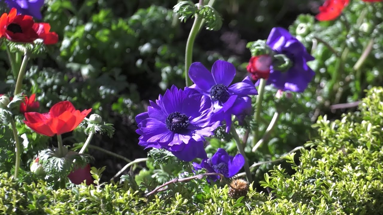 Schlossgarten im Frühlingsrausch