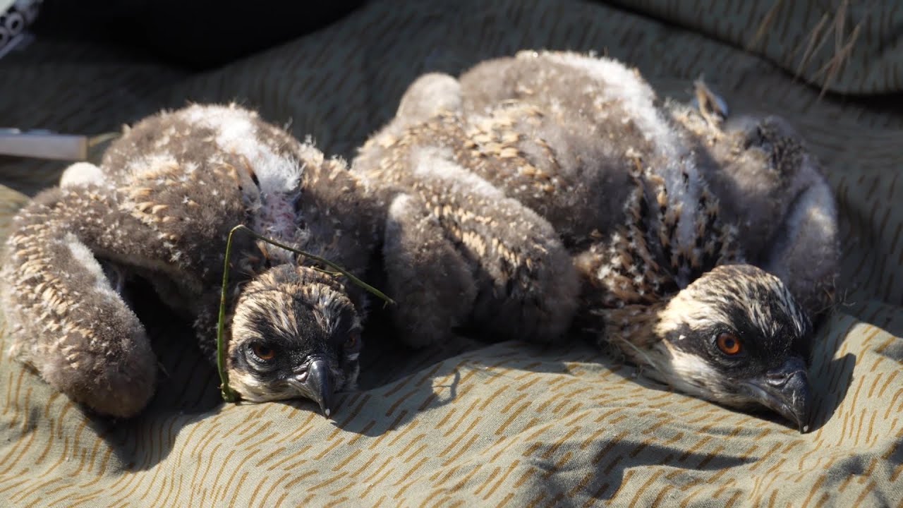 WEMAG engagiert im Artenschutz - Beringung von Fischadlern