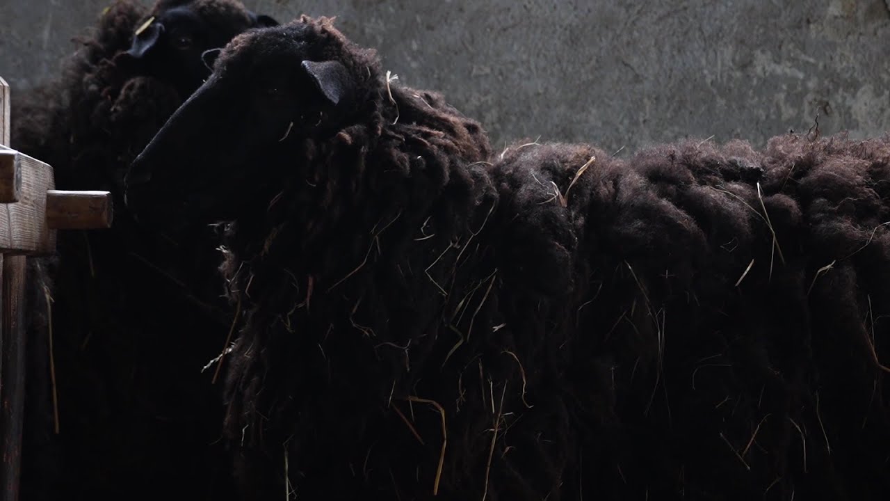 Vom Schaf zum Kleidungsstück