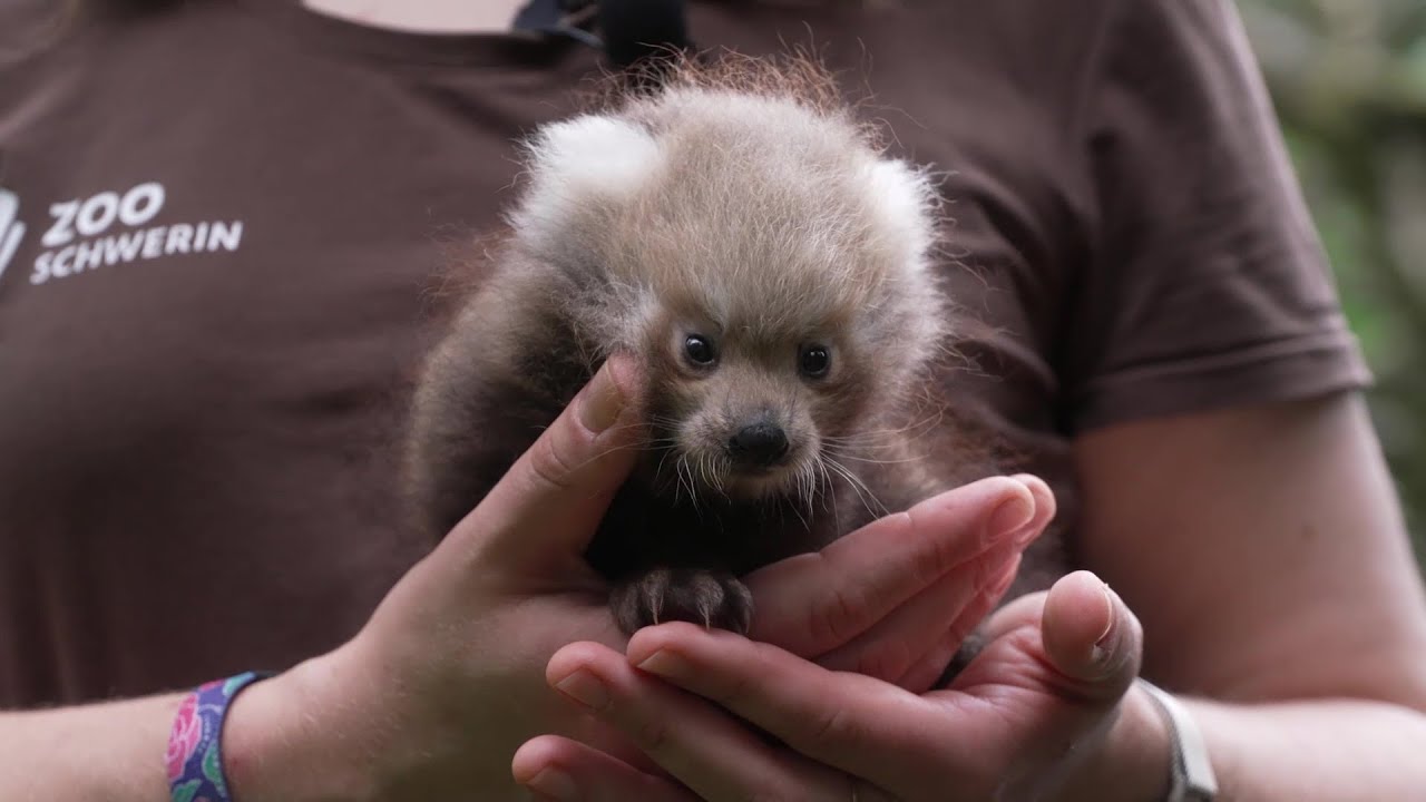 Roter Panda Nachwuchs im Schweriner Zoo