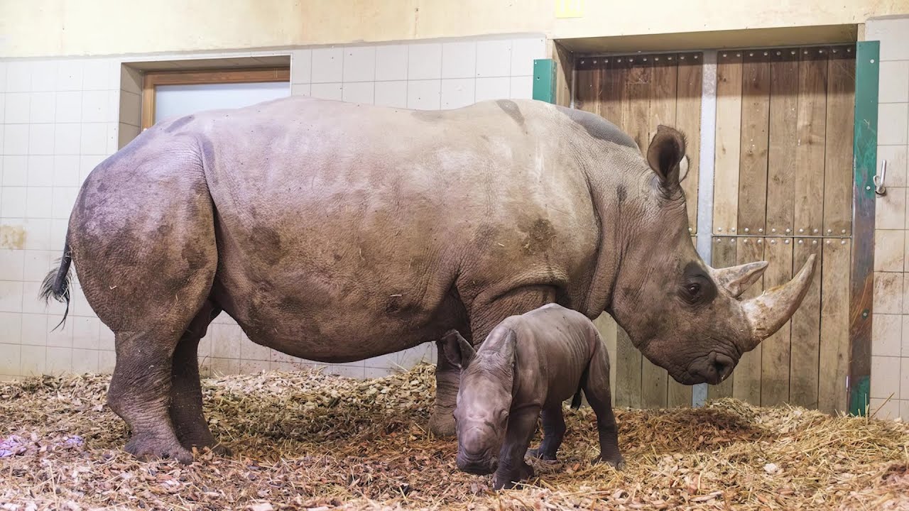 Nashorn-Nachwuchs im Schweriner Zoo