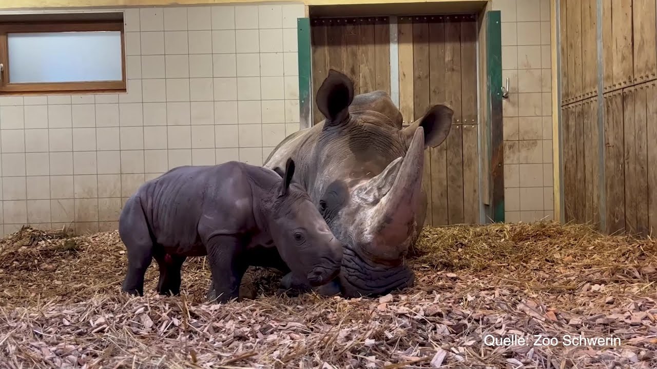 Sensation: Nashorn Nachwuchs im Schweriner Zoo