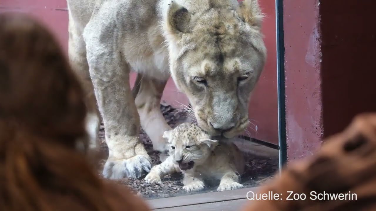 Namen für Schweriner Löwenbabies gefunden
