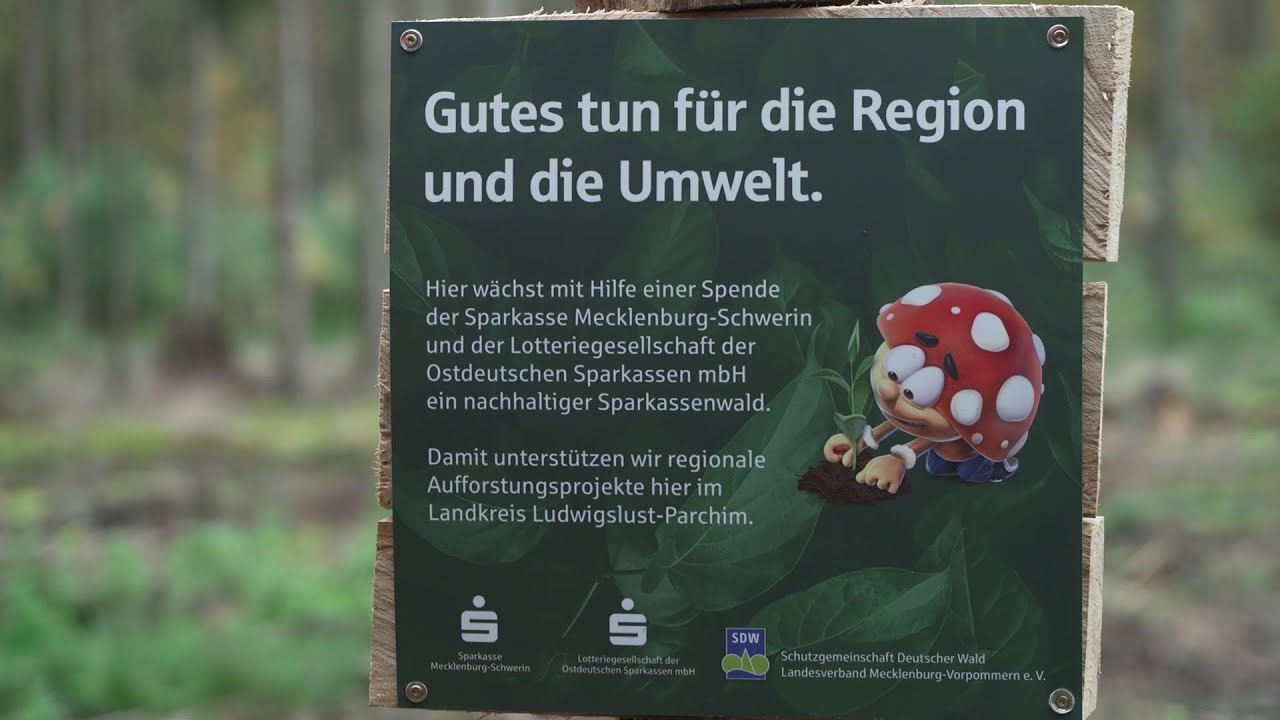 1.500 Bäume für Domsühl: Sparkassenwald im Landkreis Ludwigslust-Parchim