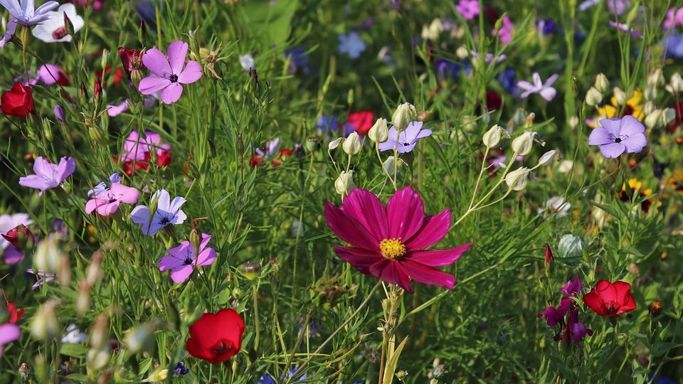 Offene Gärten Mv / Offene Garten Hundert Gartner Aus Mv