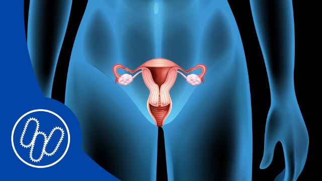 Vaginales Mikrobiom beeinflusst Fertilität und Schwangerschaft