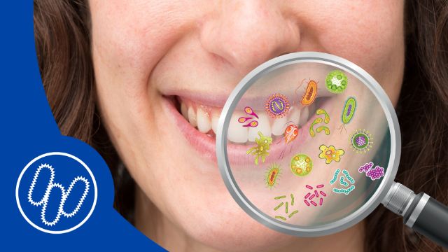 Orales Mikrobiom wichtig für unsere Mundgesundheit 