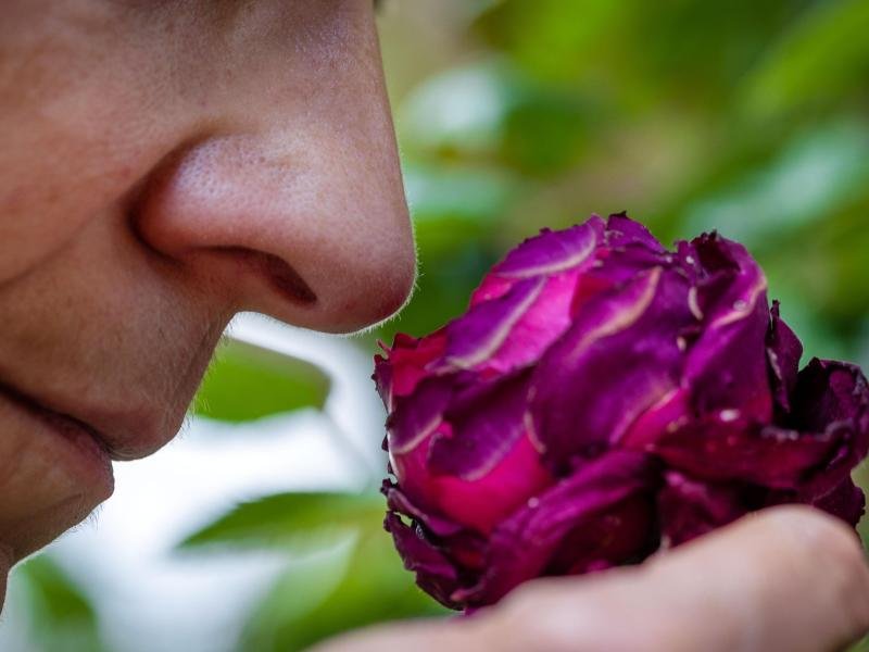 Warum der Geruchssinn so wichtig ist