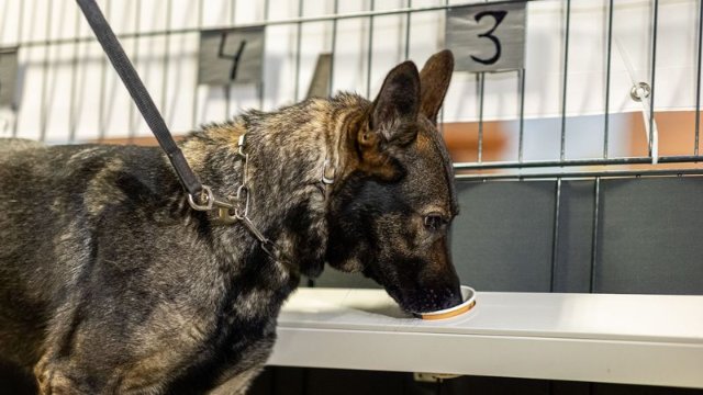 Speziell geschulte Hunde spüren Corona-Infizierte auf
