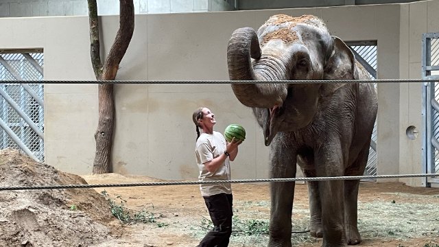 Neues Elefantenhaus im Cottbuser Tierpark eröffnet
