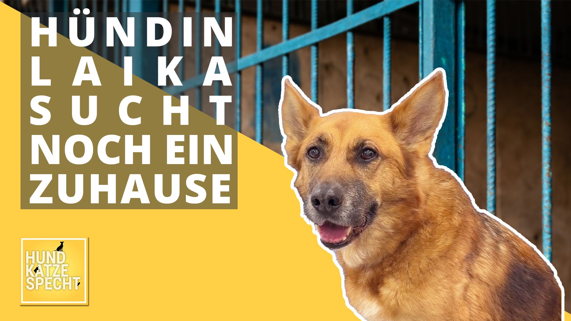 Hund Katze Specht aus dem Tierheim Koblenz