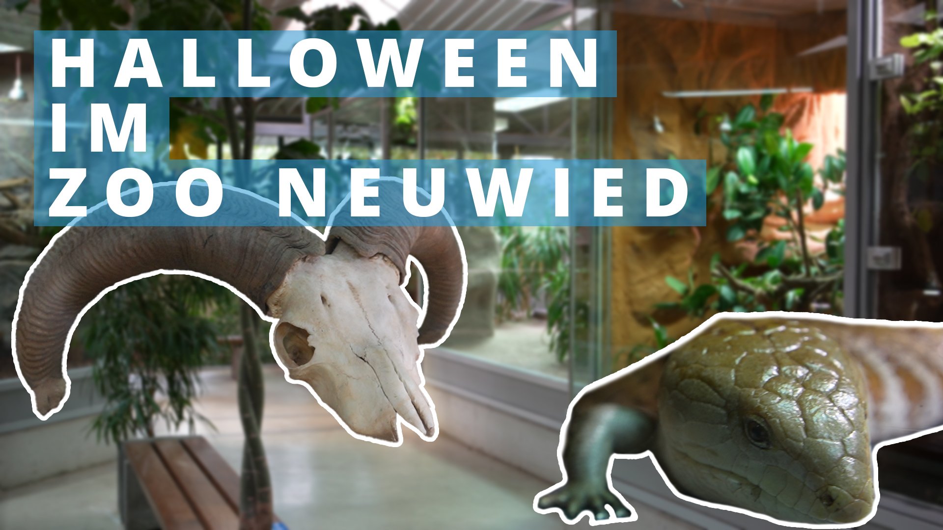 Erleben Sie Halloween dieses Jahr im Zoo Neuwied