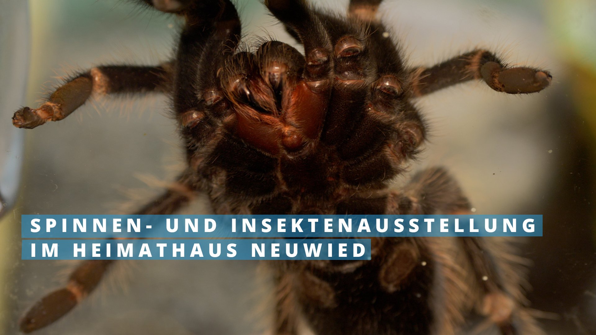 Grusel-Halloween-Ausstellung zeigt Spinnen und Taranteln