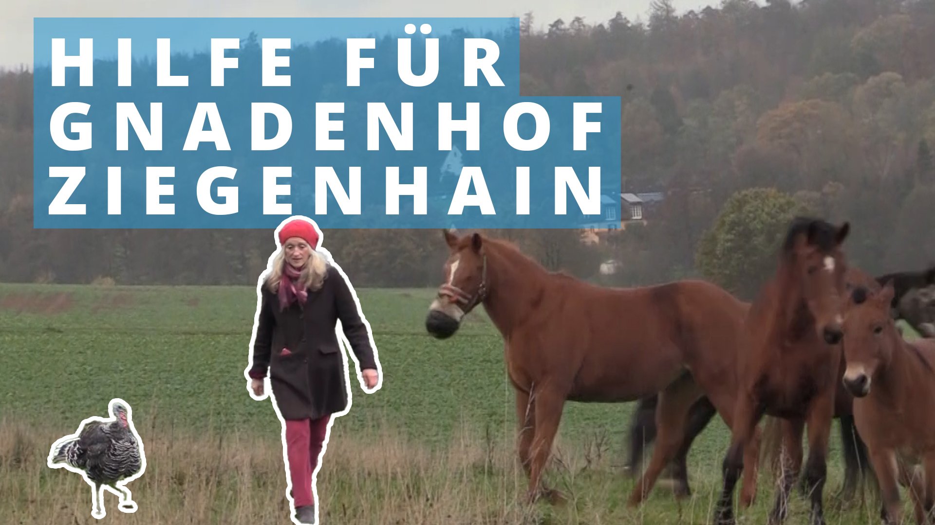 Der Gnadenbrothof Ziegenhain in Ersfeld braucht dringend Hilfe!