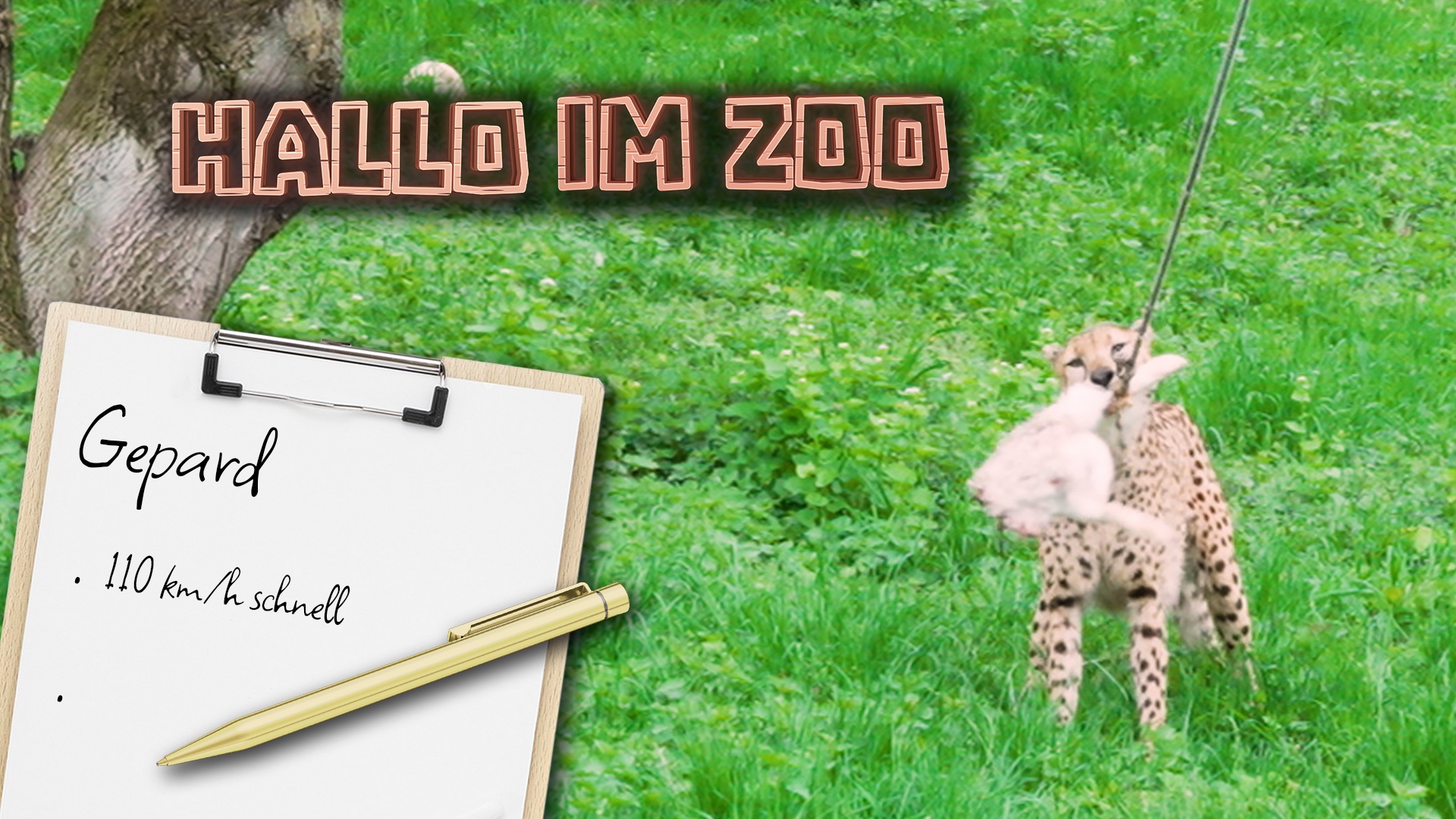Gepard: Das schnellste Tier im Zoo