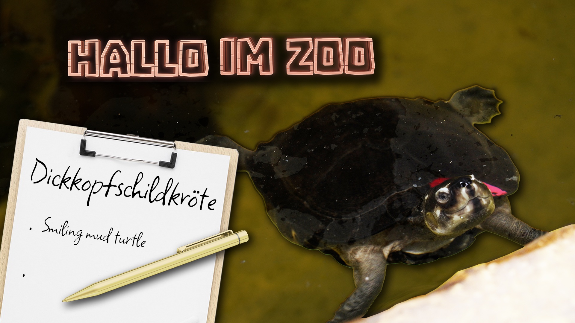 Hallo im Zoo: Dickkopschildkröten
