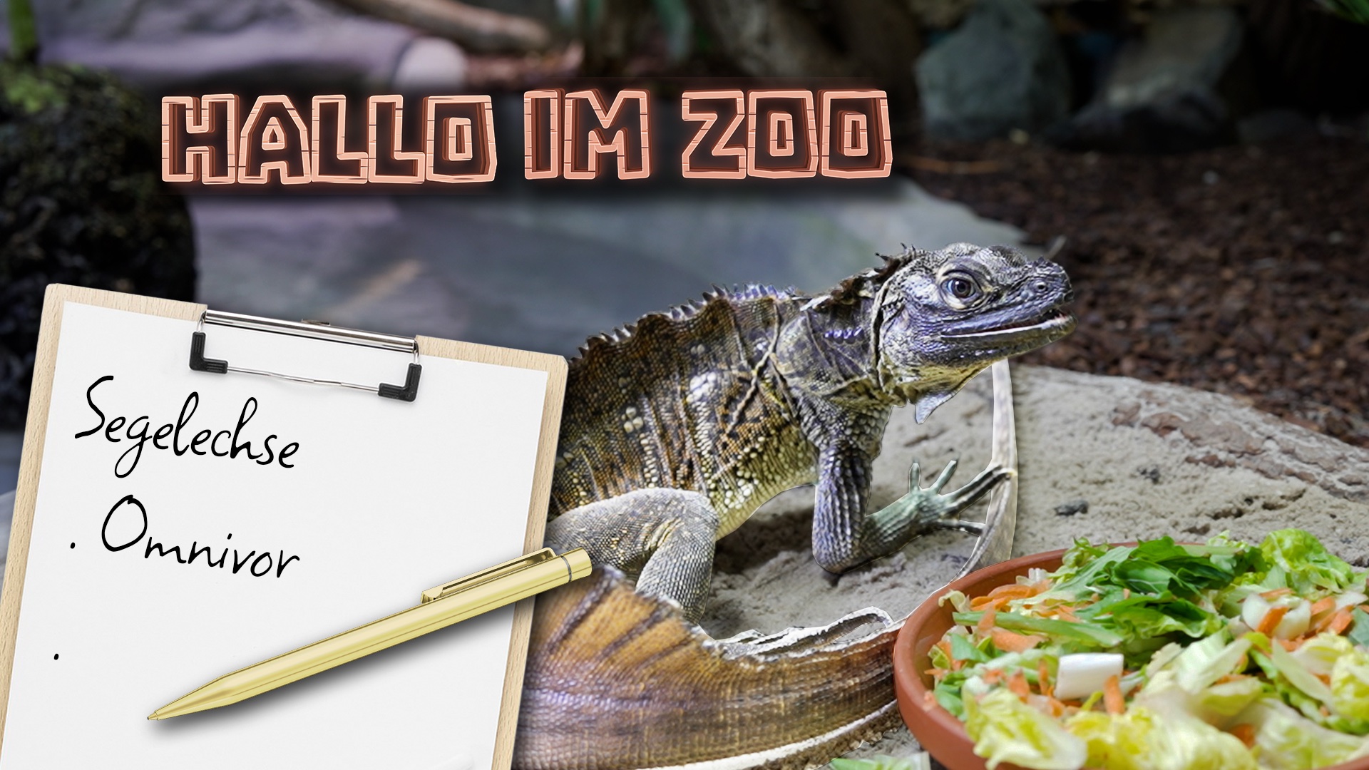 Hallo im Zoo: Segelechsen