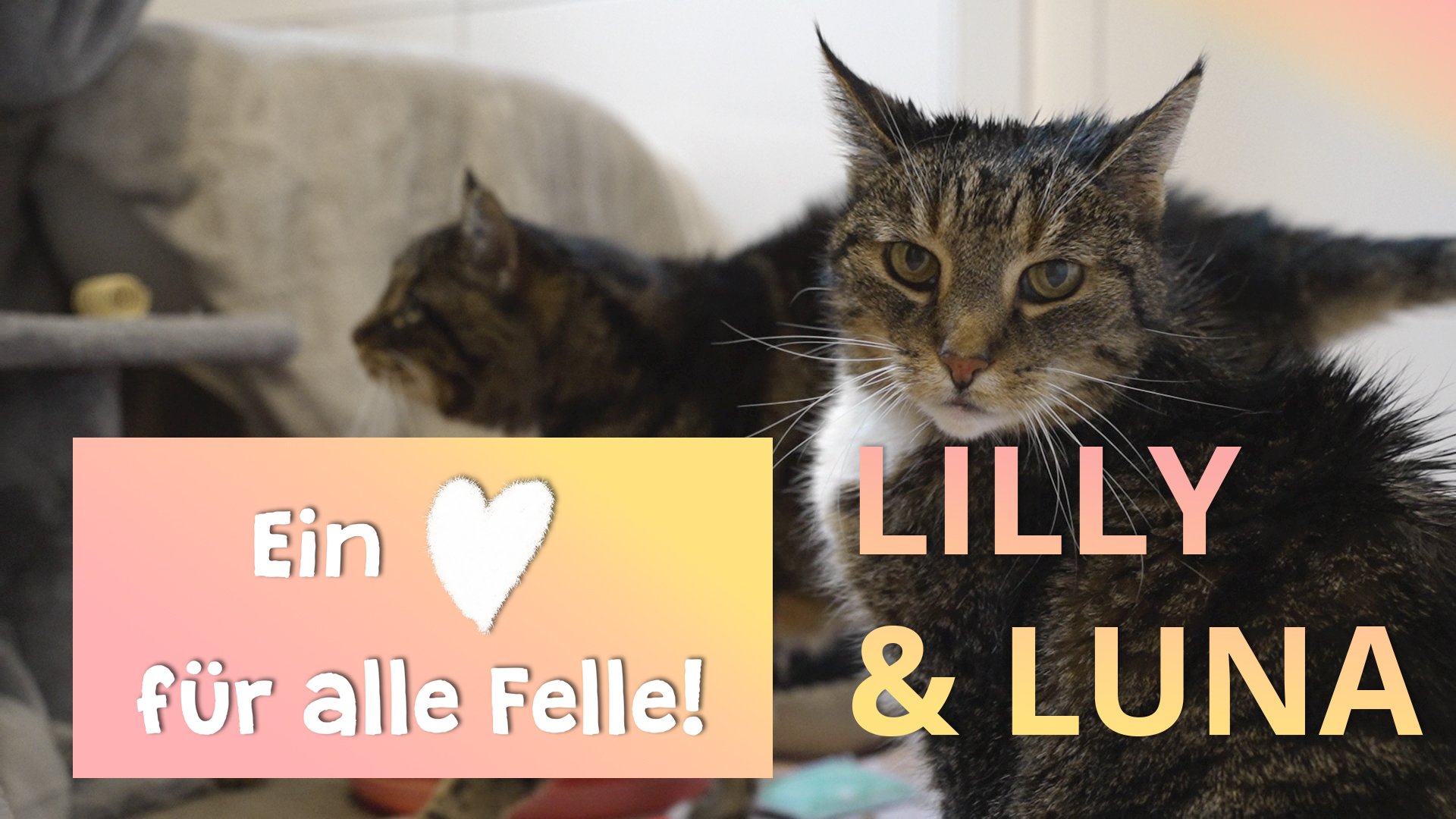 Ein Herz für alle Felle - Lilly und Luna