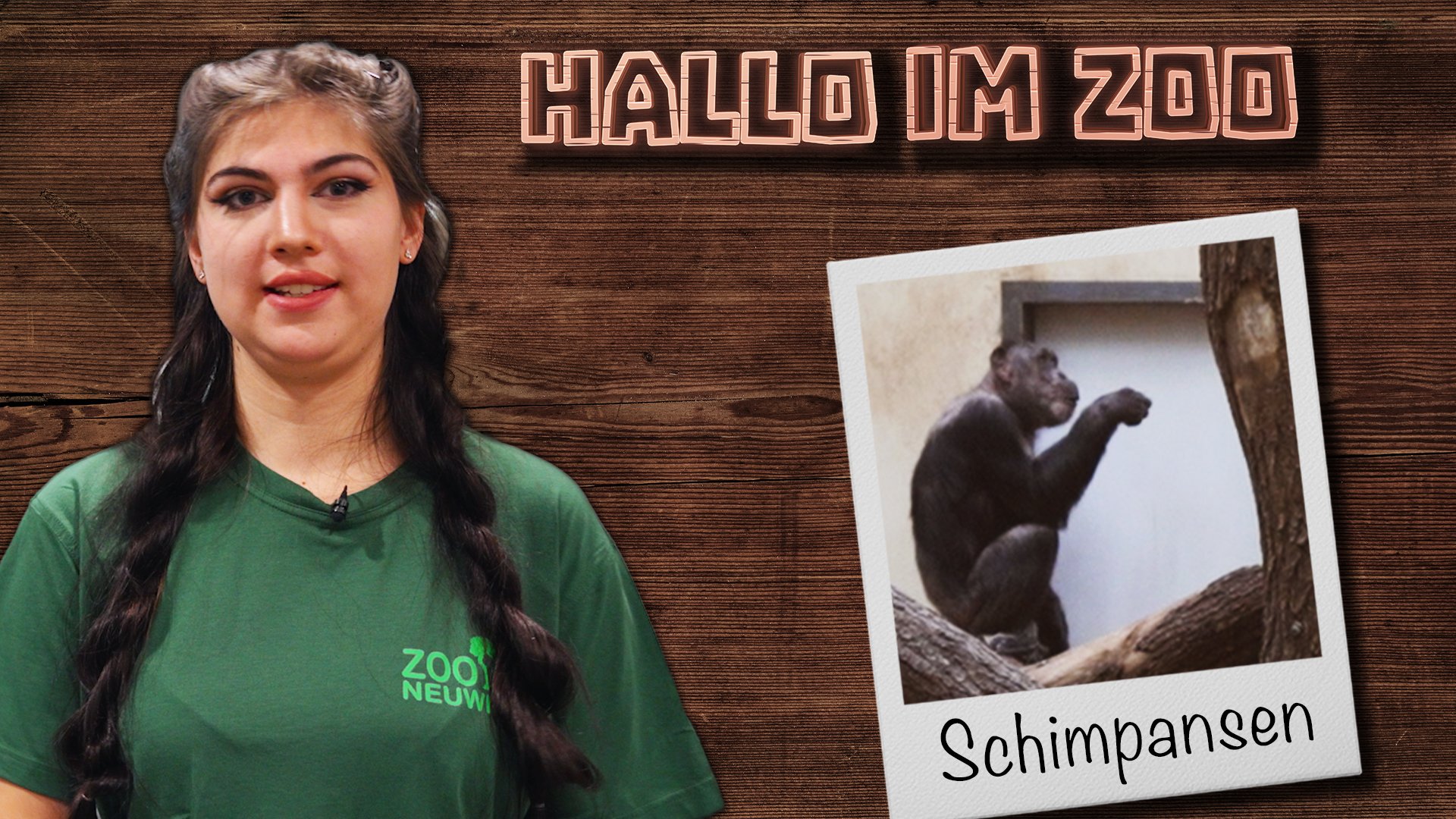 Bananenbrot, Rosinen und Quark | Schimpansenbeschäftigung bei Hallo im Zoo