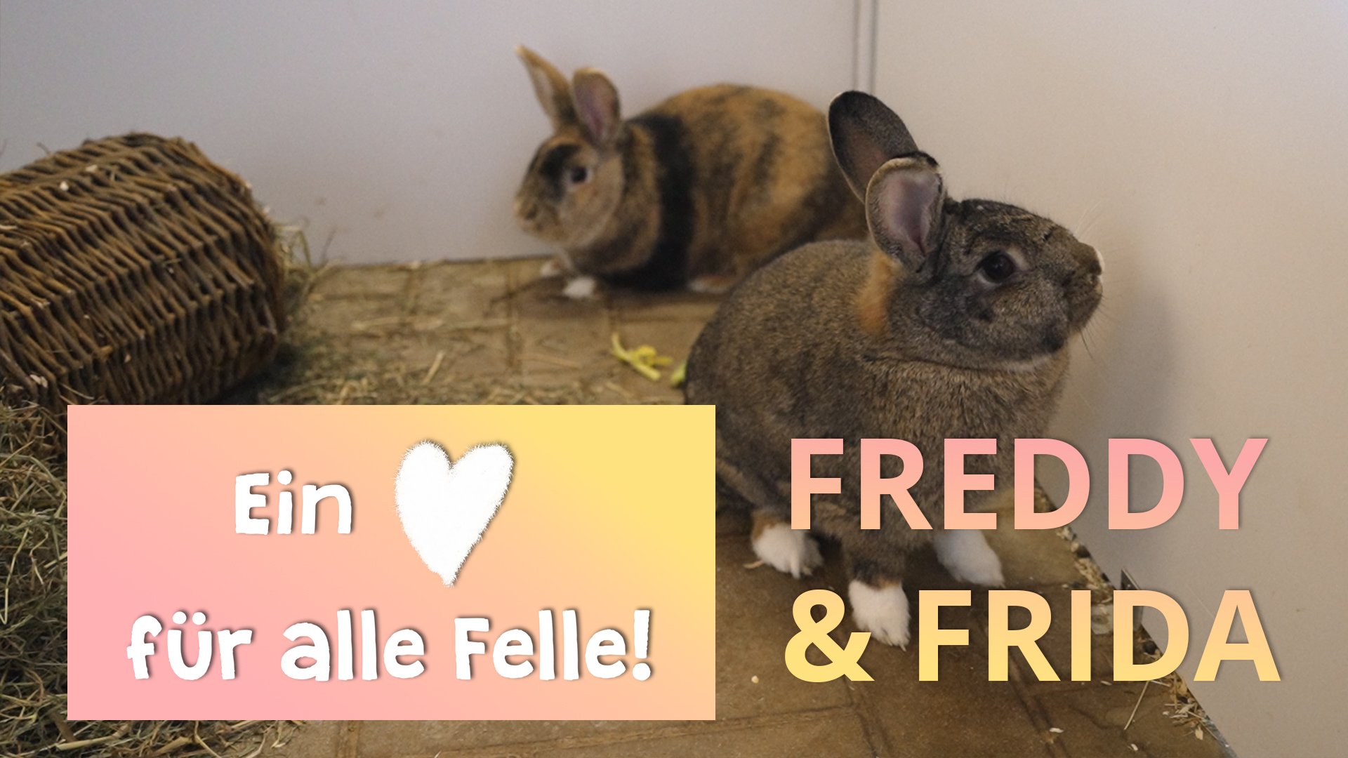 Ein Herz für alle Felle - Frida und Freddy