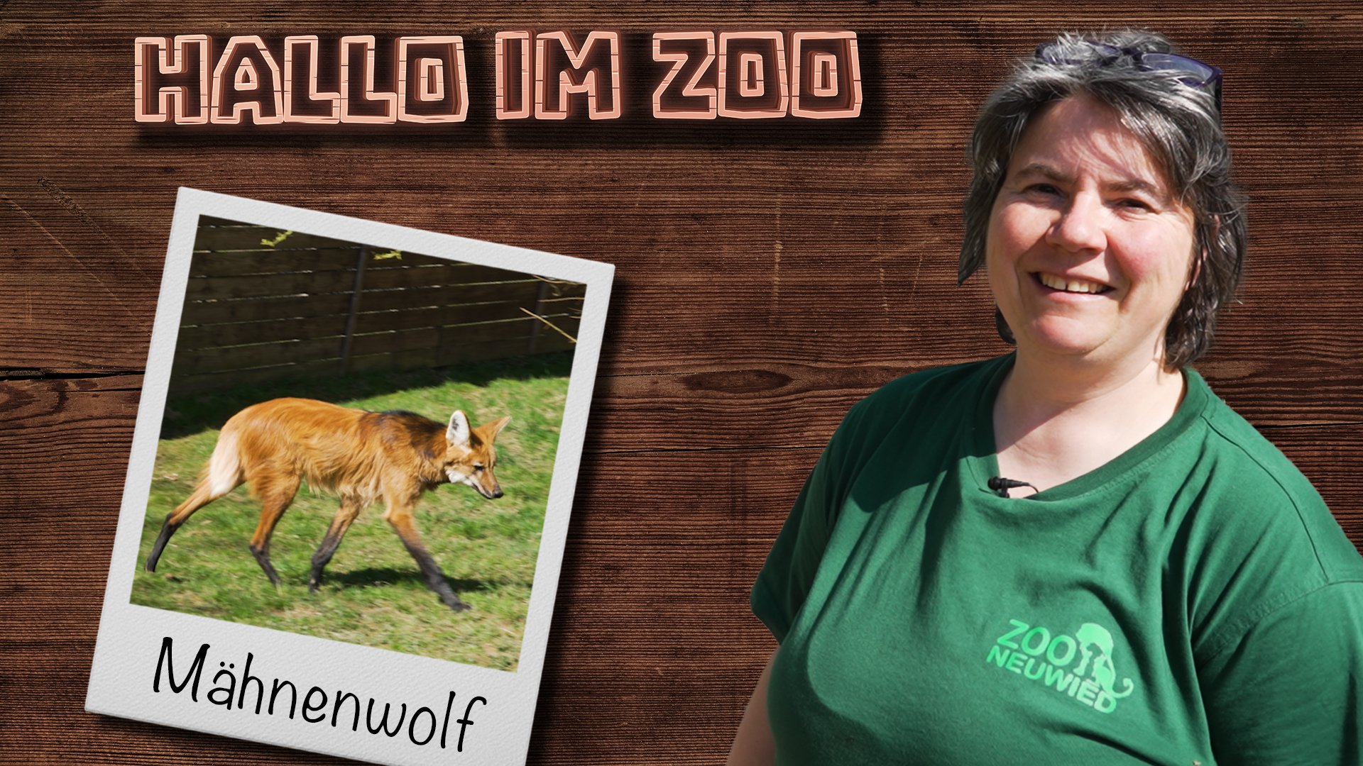 Zu Besuch beim Mähnenwolf | Hallo im Zoo