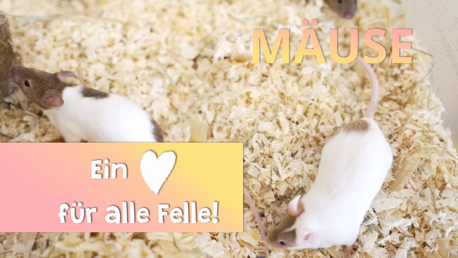 Ein Herz für alle Felle - Mäuse
