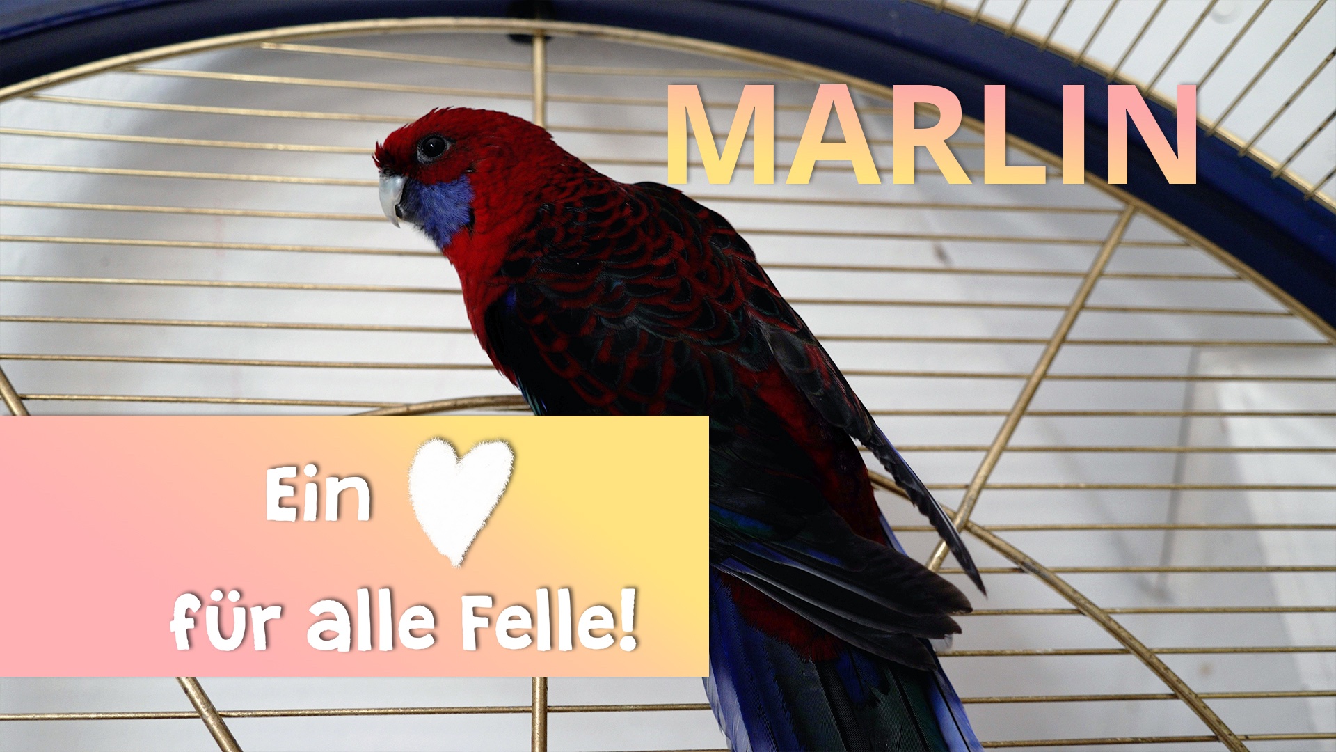 Ein Herz für alle Felle - Marlin