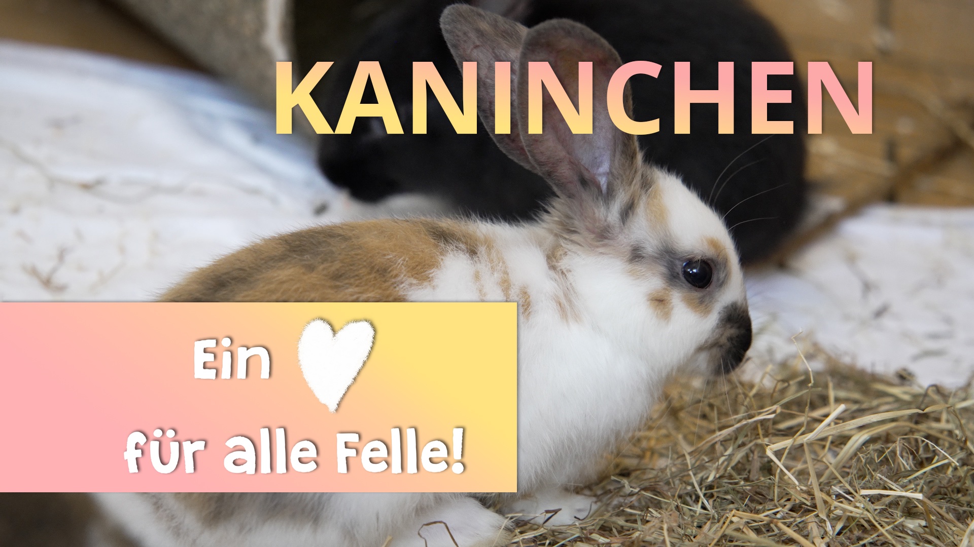 Ein Herz für alle Felle - Kaninchen