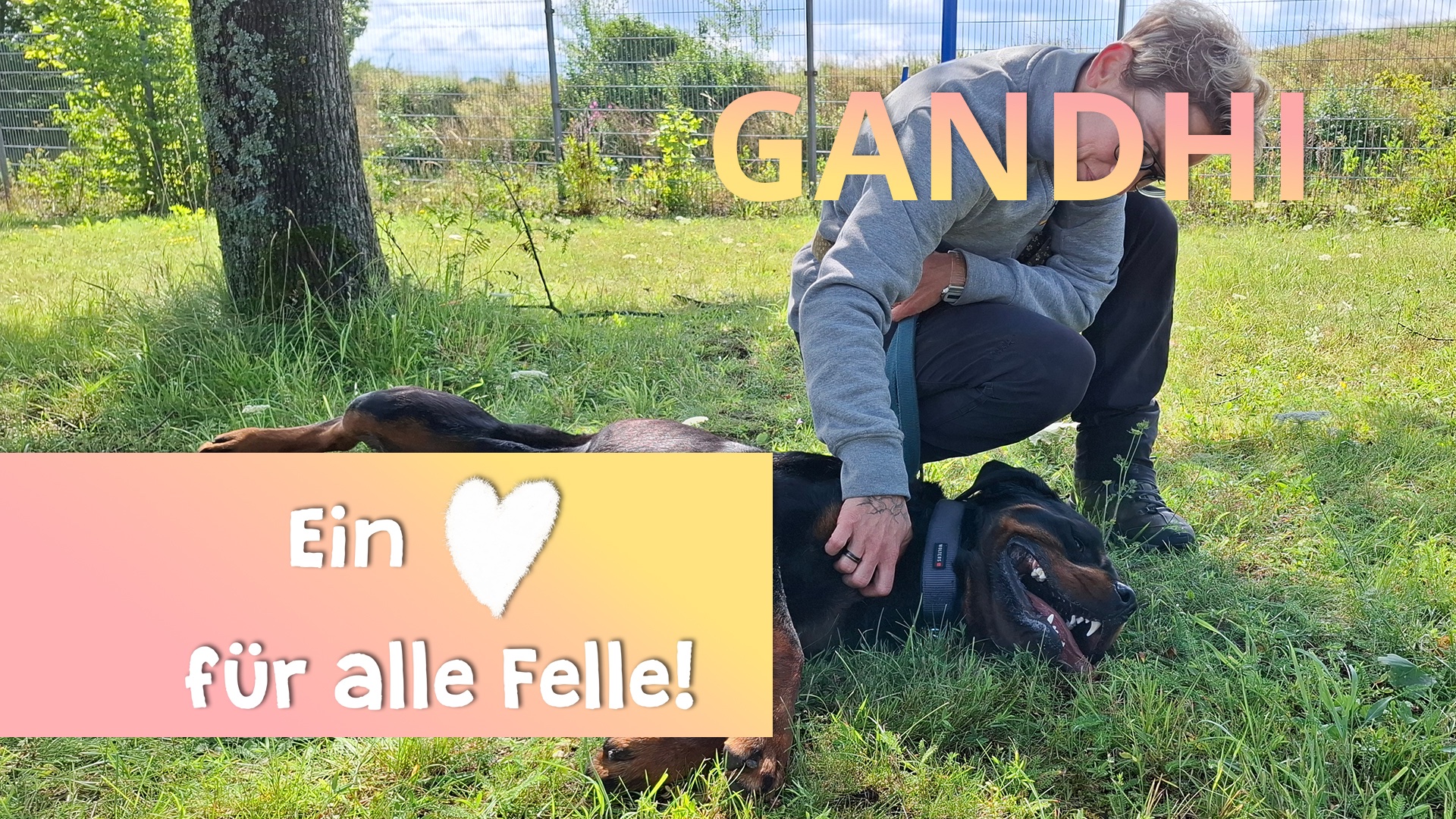 Ein Herz für alle Felle - Gandhi
