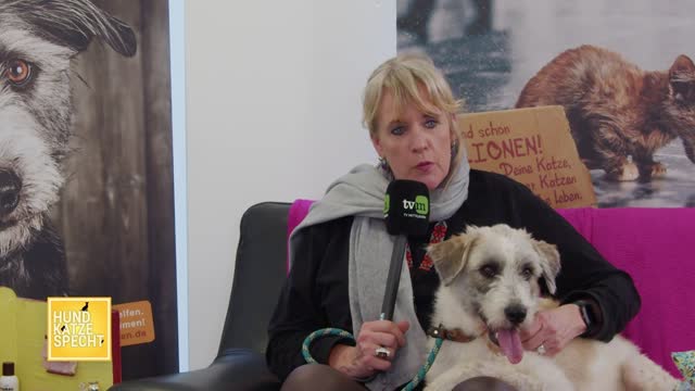Hund Katze Specht aus dem Tierheim Koblenz