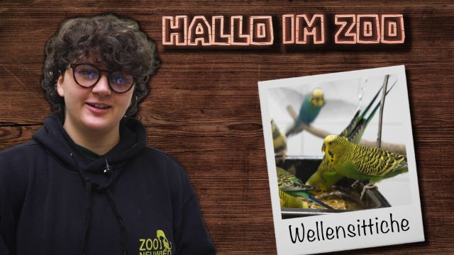 Einzug in die Australienvoliere - Hallo im Zoo