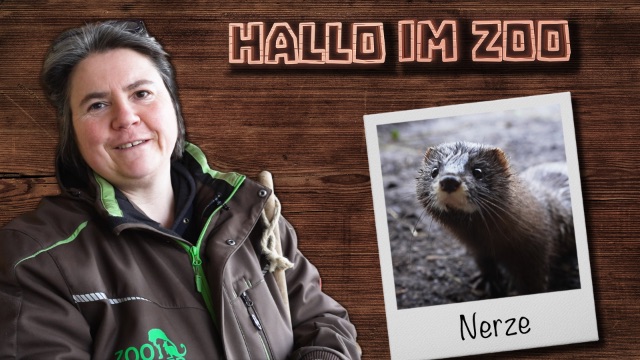 Nerze: Eine bedrohte einheimische Art