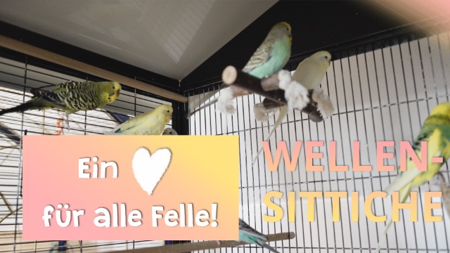 Ein Herz für alle Felle - Wellensittiche