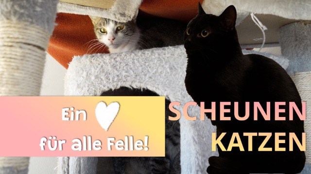 Ein Herz für alle Felle - scheue Scheunenkatzen